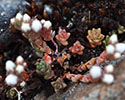 vetkruid (Sedum anglicum)