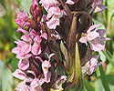 vleeskleurige_orchis 