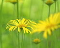 weegbreezonnebloem 
