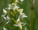 Welriekende nachtorchis