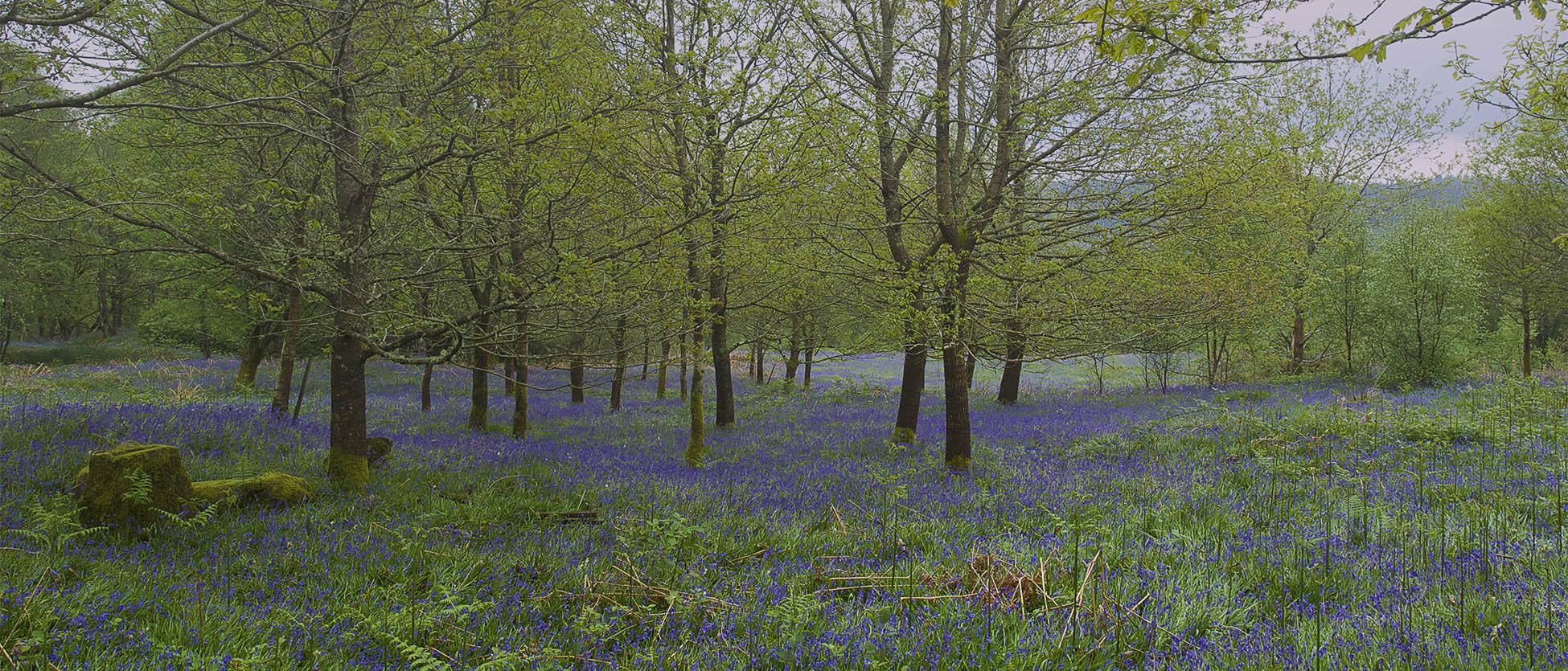 Wilde hyacinten (Blue Bells)