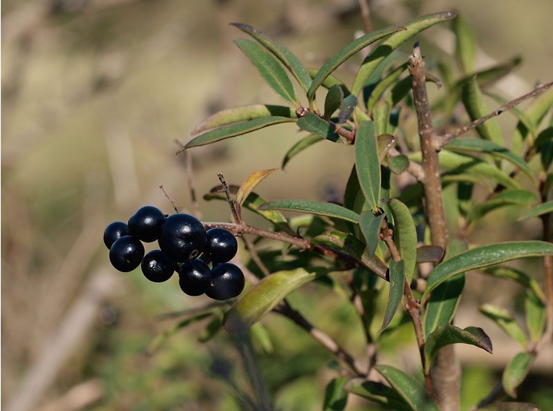 Zwarte bessen van de Wilde liguster