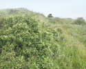 Wilde liguster