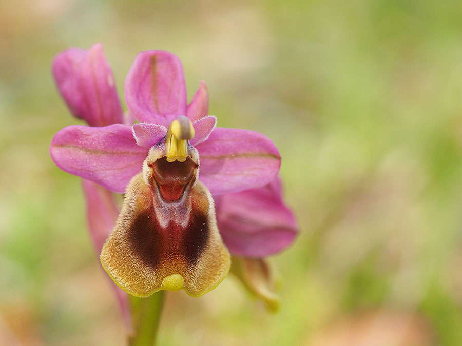 wolzweverorchis