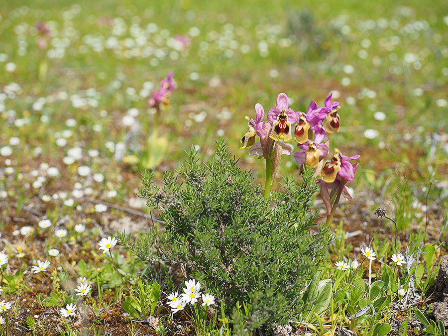 wolzweverorchis