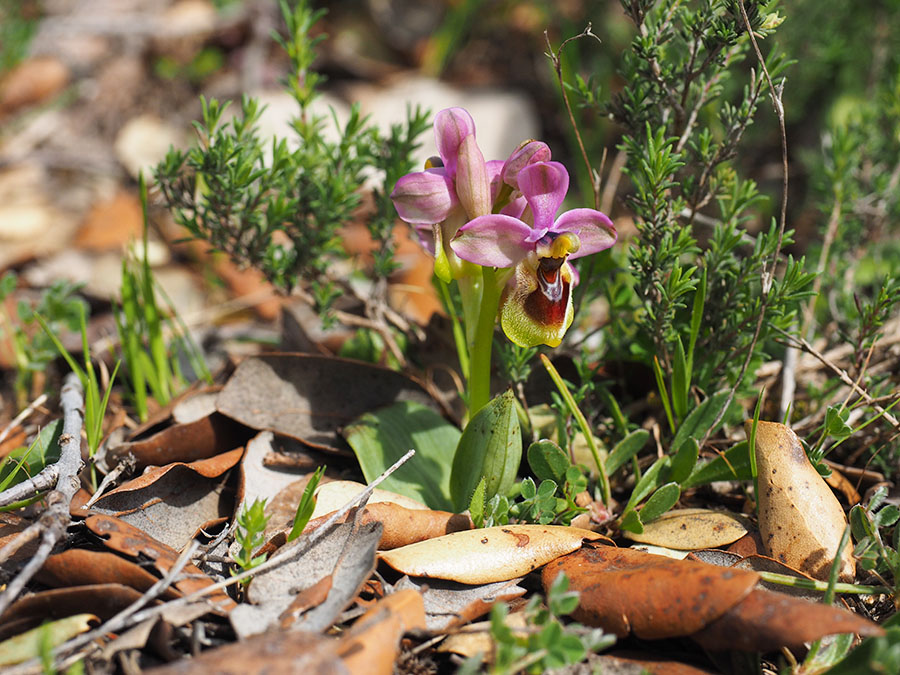 wolzweverorchis