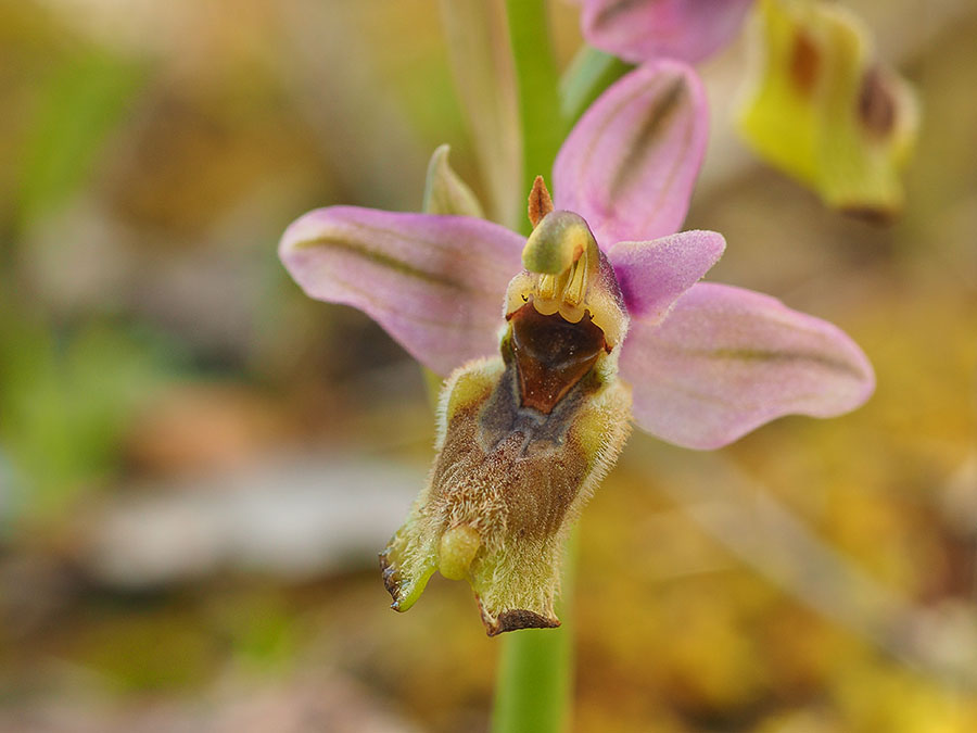 wolzweverorchis