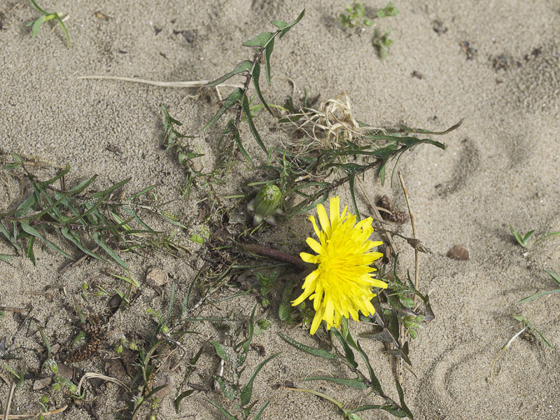 Zandpaardenbloem